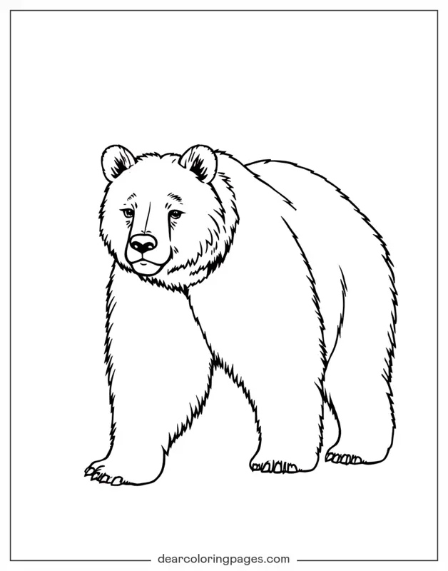 Oso Dibujo para Colorear - Caminata del oso