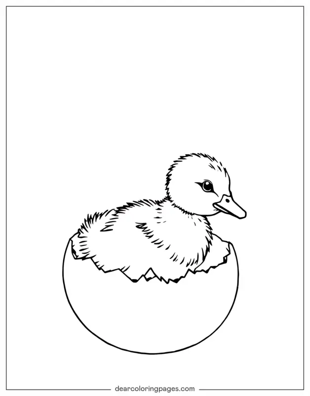 Anatra Disegno da Colorare - Anatra in cova dall'uovo