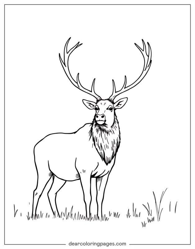 Realistic Elk in the Wild