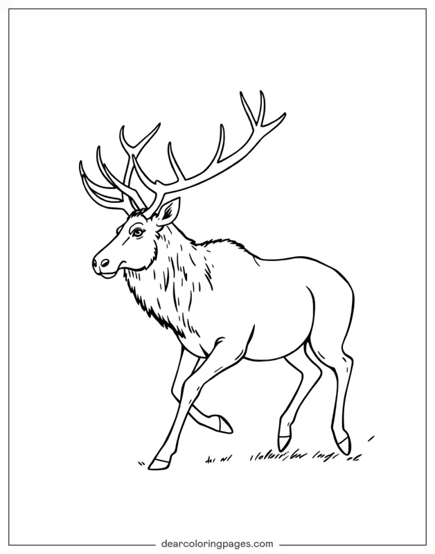 Elk Galloping