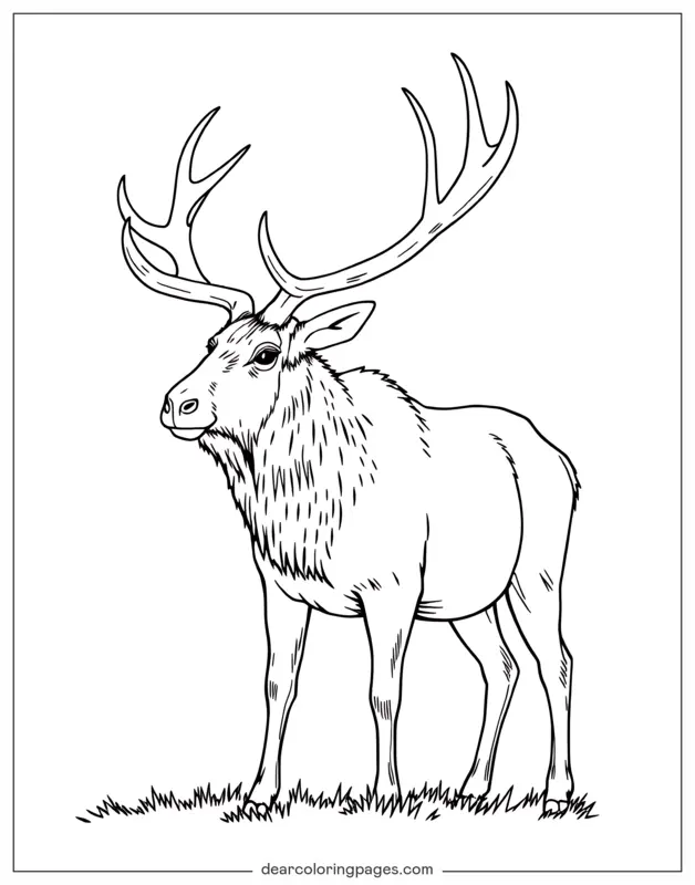 Realistic Elk Coloring