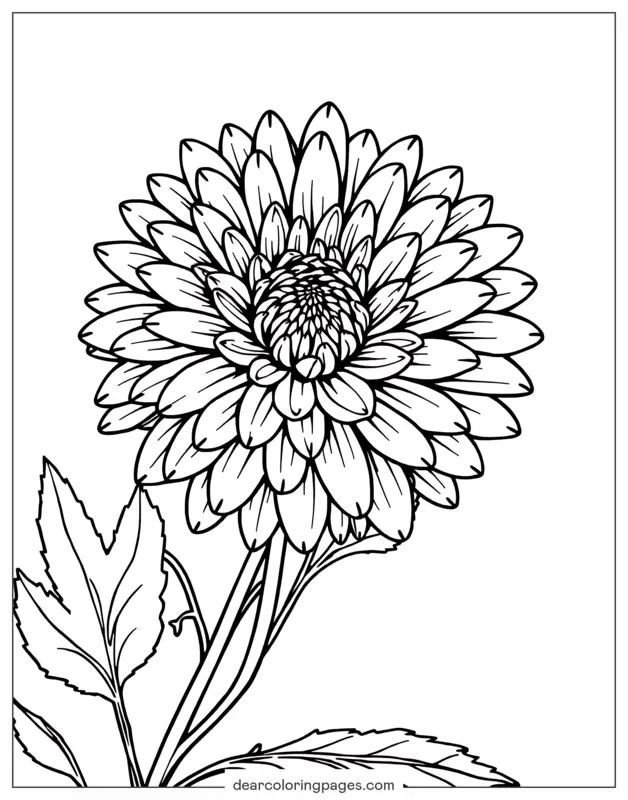 Blume Ausmalbild - Herbst-Chrysantheme