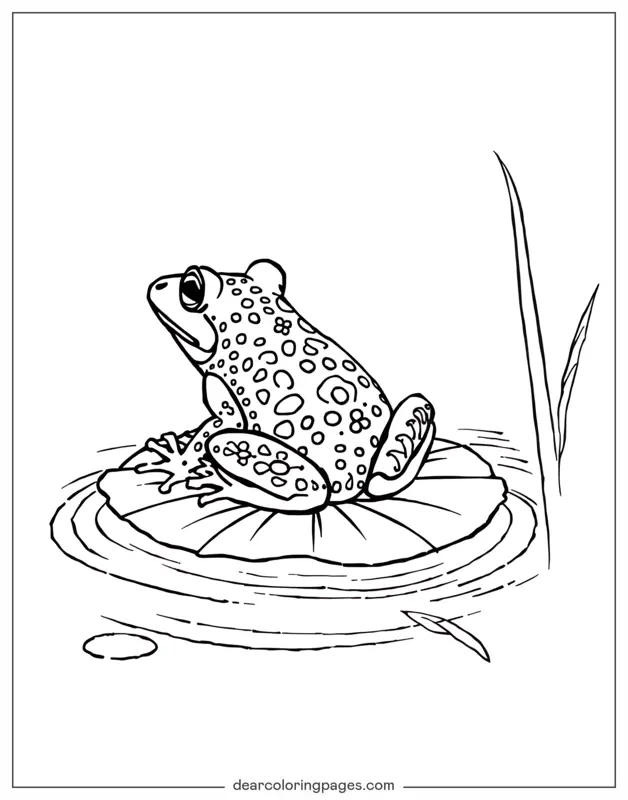 Coloriage de Grenouille – Grenouille détaillée sur feuille de nénuphar