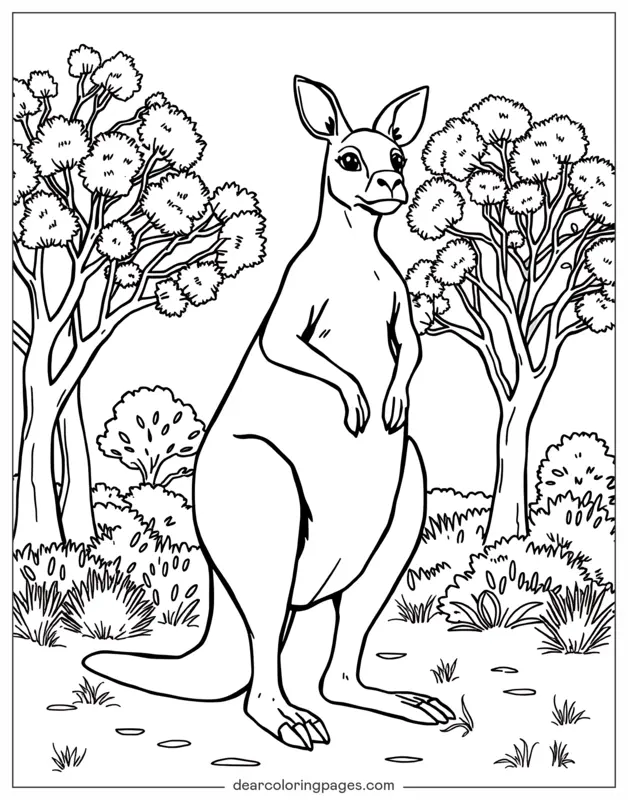 Canguro circondato da alberi di eucalipto