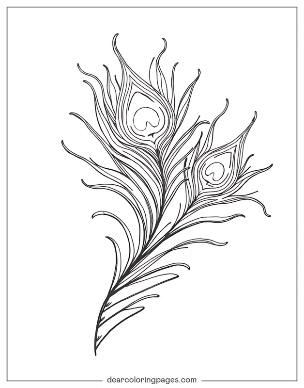 Peacock Coloring Page - Peacock Feathers