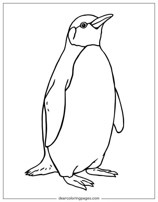 Penguin Coloring Page - Realistic Penguin