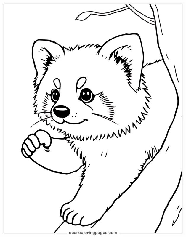 Panda rojo Dibujo para Colorear - Panda rojo