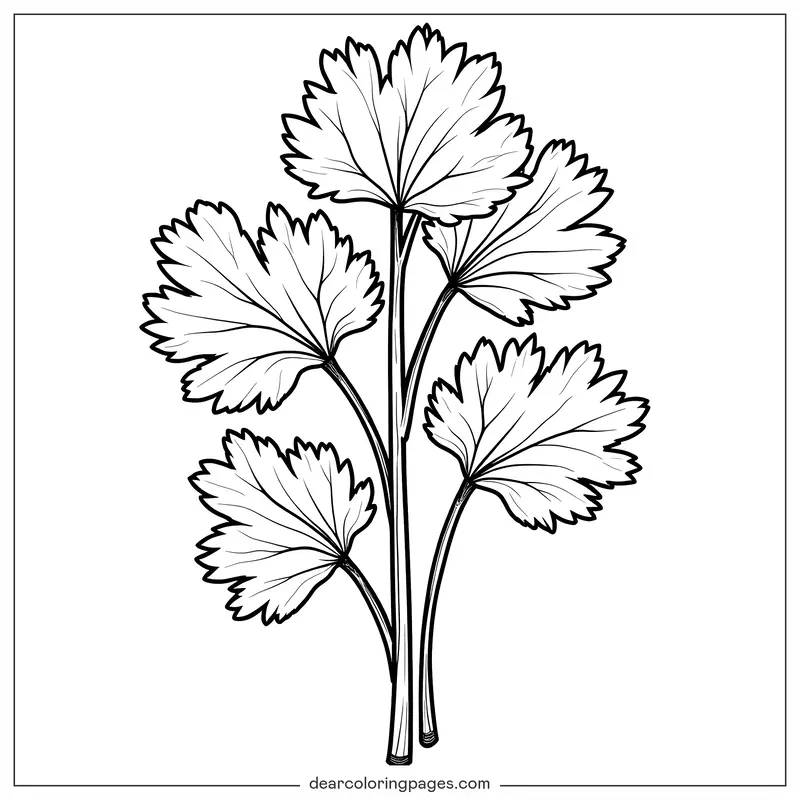 Coloriage de Légumes – Page de Coloriage de Coriandre Légumes
